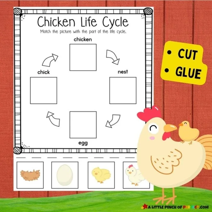 Chicken Life Cycle Activity Pack: Cut and Paste Activity and FREE Worksheets for Preschool, Kindergarten, and Homeschool science and language arts. #kidsactivity #printable 