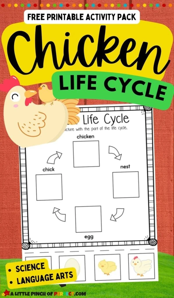 Chicken Life Cycle Activity Pack: FREE Worksheets for Preschool, Kindergarten, and Homeschool science and language arts. #kidsactivity #printable 