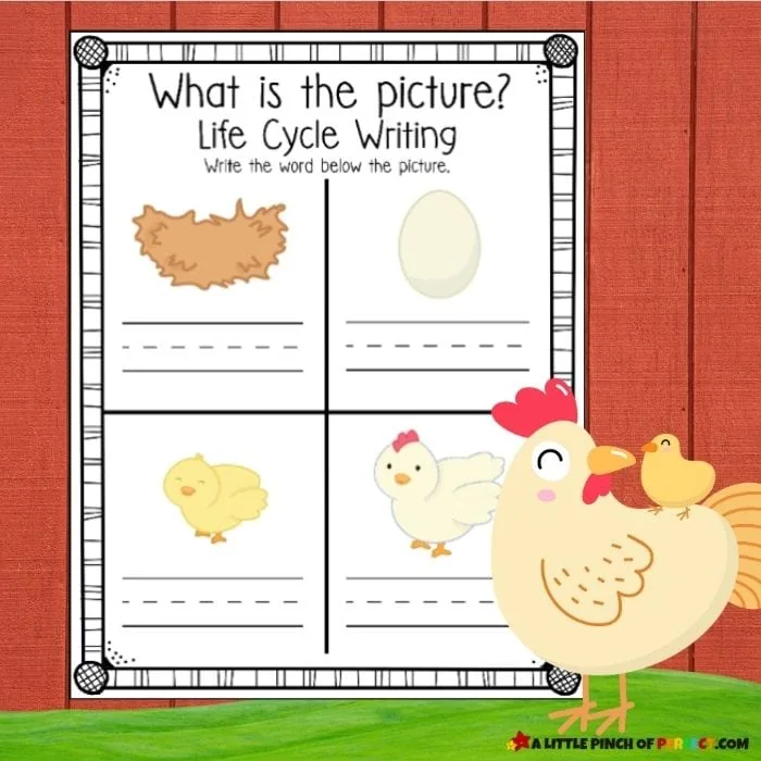 Chicken Life Cycle Activity Pack: Handwriting Practice FREE Worksheets for Preschool, Kindergarten, and Homeschool science and language arts. #kidsactivity #printable 