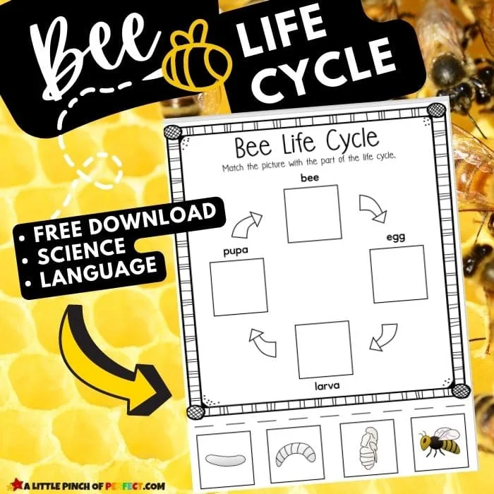 Bee Life Cycle Activity Pack: FREE printable worksheets for home or school #preschool #kindergarten #kidsactivity