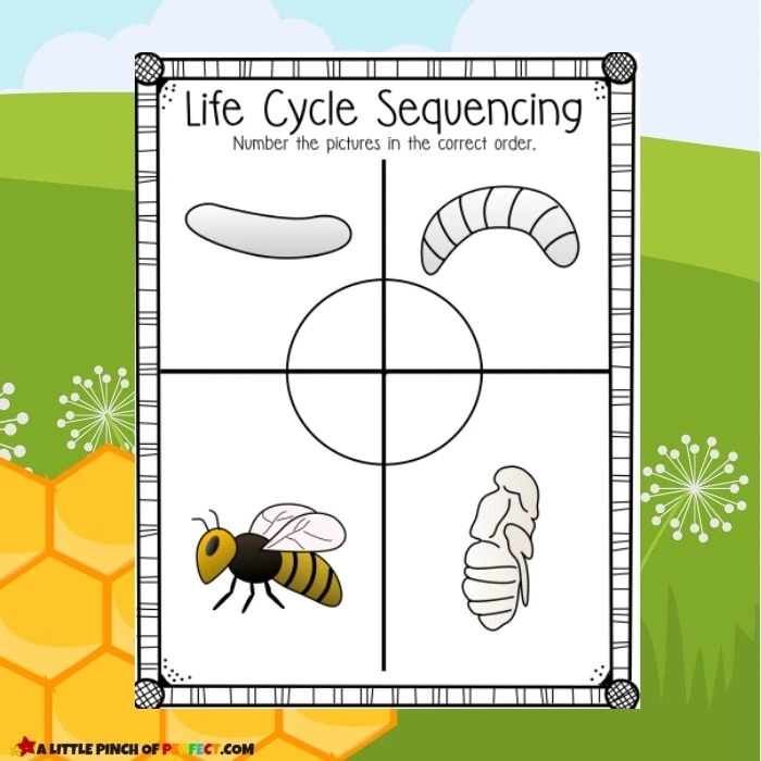 Bee Life Cycle Activity Pack: FREE printable worksheets for home or school #preschool #kindergarten #kidsactivity