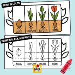 Tulip life cycle craft printable for kids spring science activity