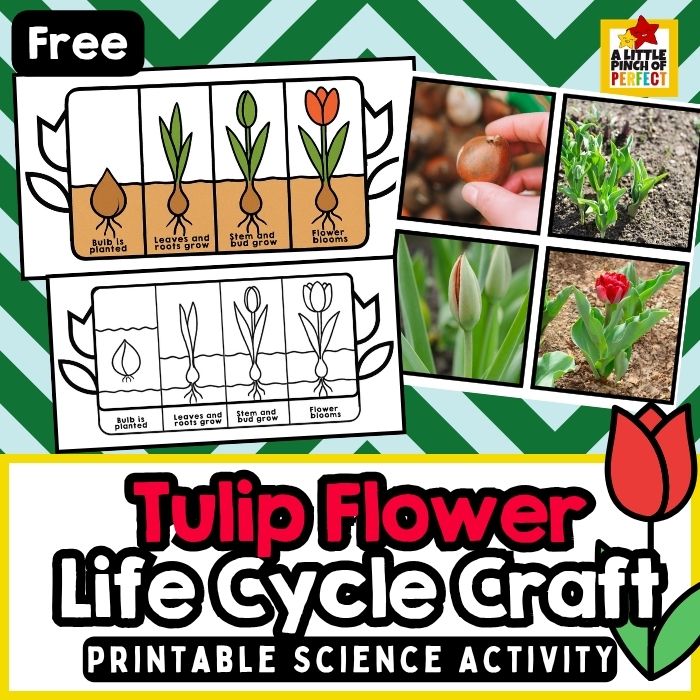 Tulip Life Cycle Printable Craft (Fun Spring Science Activity)